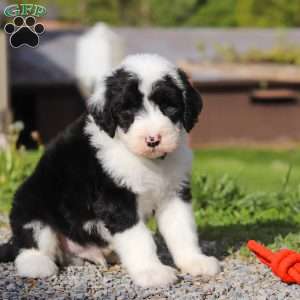 Luke, Sheepadoodle Puppy